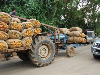 Transport-of-sweetcorn-in-Bo-Thai