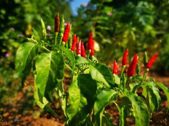 Chili-in-the-Garden-of-Here-&-Now