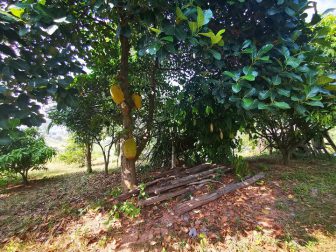 Jackfruit-Tree-in-the-Garden-of-Here-&-Now