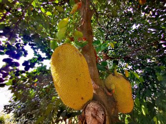 Jackfruit-in-the-Garden-of-Here-&-Now