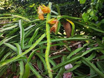 Unripe-Dragon-Fruit-in-the-Garden-of-Here-&-Now