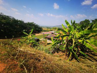 View-down-to-the-Chicken-House-at-Here-and-Now